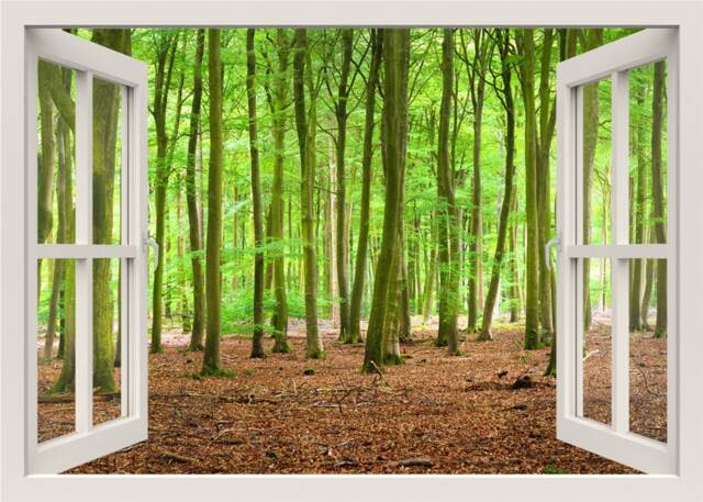 Woods Wall Decal, Forest Mural, Sticker, Trees Nature 3D Window View Home Living Room Decor