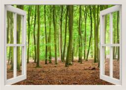 Woods Wall Decal, Forest Mural, Sticker, Trees Nature 3D Window View Home Living Room Decor