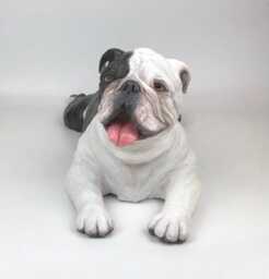 Custom English Bulldog Clay Sculpture Pet Memorial Portrait - thumbnail 2