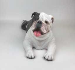 Custom English Bulldog Clay Sculpture Pet Memorial Portrait - thumbnail 3