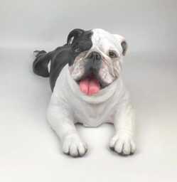 Custom English Bulldog Clay Sculpture Pet Memorial Portrait - thumbnail 1