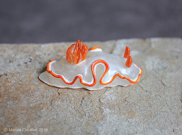 Verni The Nudibranch - Ardeadoris Averni - image 1