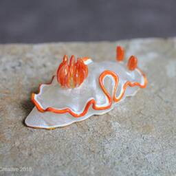 Verni The Nudibranch - Ardeadoris Averni - thumbnail 2