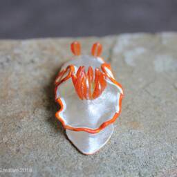 Verni The Nudibranch - Ardeadoris Averni - thumbnail 3