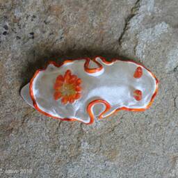 Verni The Nudibranch - Ardeadoris Averni - thumbnail 4