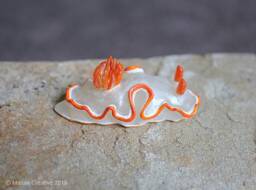 Verni The Nudibranch - Ardeadoris Averni