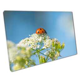 Ladybug On White Flowers Canvas Print - Sunny Day Insect Photography Wall Art For Home Office Decor - thumbnail 1