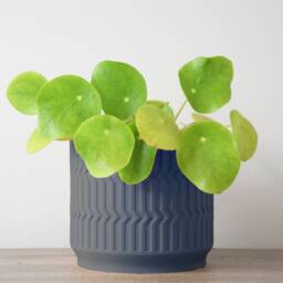 "Mabel Planter With Drainage & Saucer in Stone Blue, Boho 3D-Printed Plant Pot, Small To Large Sizes 4"" 5"" 6"" 7"" 8" - thumbnail 3