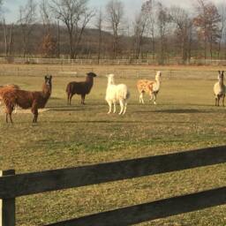 Llama Wool Hand Woven Rug. All Natural Colors - thumbnail 3