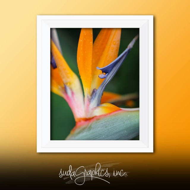 Printable Wall Art Bird Of Paradise Print #bop01, Decor, Photo Closeup - image 1