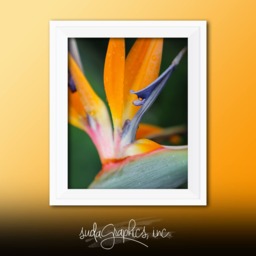 Printable Wall Art Bird Of Paradise Print #bop01, Decor, Photo Closeup - thumbnail 1