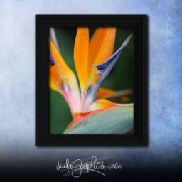 Printable Wall Art Bird Of Paradise Print #bop01, Decor, Photo Closeup - thumbnail 2