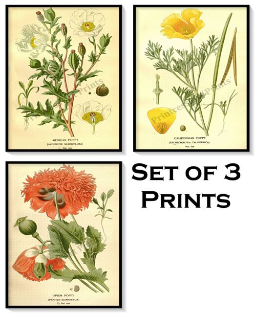 Poppy Flower Antique Botanical Illustration Plates Set Of 3 Art Prints Pale Yellow Background - image 1