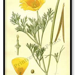 Poppy Flower Antique Botanical Illustration Plates Set Of 3 Art Prints Pale Yellow Background - thumbnail 3
