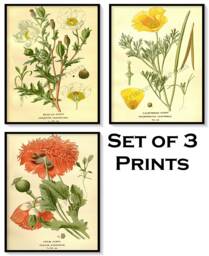 Poppy Flower Antique Botanical Illustration Plates Set Of 3 Art Prints Pale Yellow Background - thumbnail 1