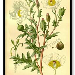 Poppy Flower Antique Botanical Illustration Plates Set Of 3 Art Prints Pale Yellow Background - thumbnail 2