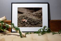 Beach Photograph, Nature Photography, Wall Art, Bedroom Decor, Living Room Peaceful Photography Prints - thumbnail 1