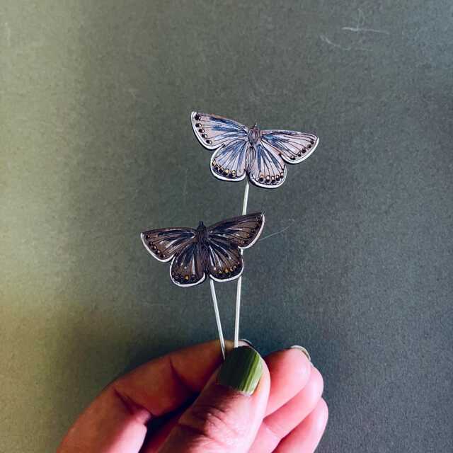 Common Blue Butterfly Plant Pots Companions - image 1