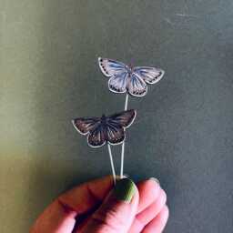 Common Blue Butterfly Plant Pots Companions - thumbnail 1