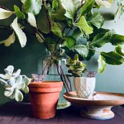 Common Blue Butterfly Plant Pots Companions - thumbnail 2