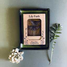 Common Blue Butterfly Plant Pots Companions - thumbnail 3