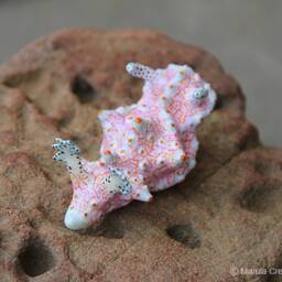 Tanga The Nudibranch - Halgerda Batangas - thumbnail 3