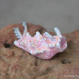 Tanga The Nudibranch - Halgerda Batangas - thumbnail 2