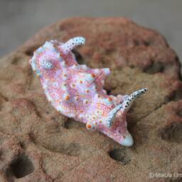 Tanga The Nudibranch - Halgerda Batangas - thumbnail 4