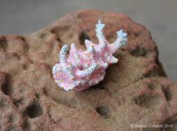 Tanga The Nudibranch - Halgerda Batangas