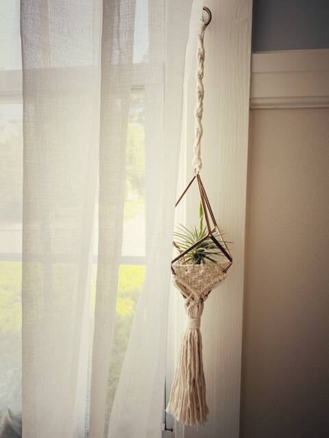 Air Plant Holder