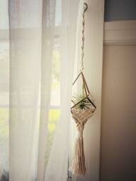 Air Plant Holder