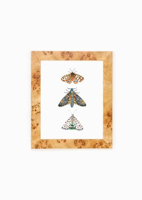 Physical Moth Butterfly Art Print Outdoors Boys Nature Nursery Kids Home Decor Watercolor Office Feminine Bedroom Neutral Butterfly Art - image 1