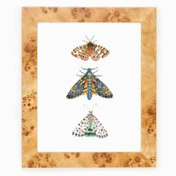 Physical Moth Butterfly Art Print Outdoors Boys Nature Nursery Kids Home Decor Watercolor Office Feminine Bedroom Neutral Butterfly Art - thumbnail 3