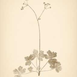 Neutral Beige Botanical Prints Set Of 3 Poster Wildflower Print Flower Vintage Art Decor Wall - thumbnail 3