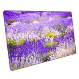 Serene Lavender Field Canvas Print Vibrant Purple Landscape Photography For Home & Office Decor - thumbnail 1