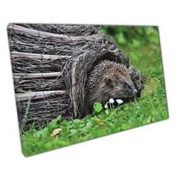 Charming Hedgehog Canvas Wall Art Adorable Nature-Inspired Decor For Home & Office Spaces - thumbnail 1