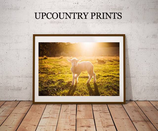 Southern Lamb Art Print Farmhouse Nursery Decor - Digital Download - image 1