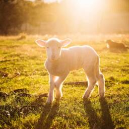 Southern Lamb Art Print Farmhouse Nursery Decor - Digital Download - thumbnail 2