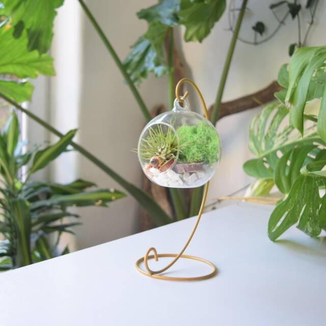 Diy Air Plant Terrarium Kit Gold Stand, Glass Ball, Reindeer Moss - image 1