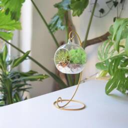 Diy Air Plant Terrarium Kit Gold Stand, Glass Ball, Reindeer Moss