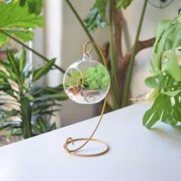 Diy Air Plant Terrarium Kit Gold Stand, Glass Ball, Reindeer Moss - thumbnail 3