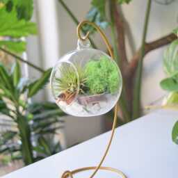 Diy Air Plant Terrarium Kit Gold Stand, Glass Ball, Reindeer Moss - thumbnail 2