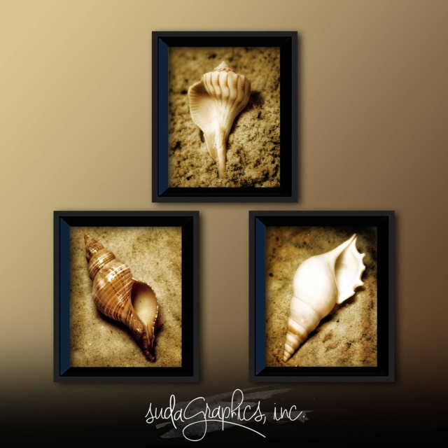Seashell Trio Series 2 Printable Wall Art, Decor, Set Of 3 8x10 - image 1