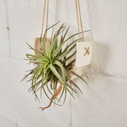 Hanging Tillandsia Planter - Botanical Arch in Jesmonite Eco-Resin - Floating Plant Holder - thumbnail 4