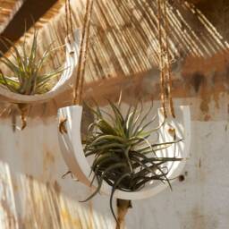 Hanging Tillandsia Planter - Botanical Arch in Jesmonite Eco-Resin - Floating Plant Holder - thumbnail 3