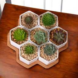 Hexagonal Ceramic Succulent Pots With Wooden Tray - Modern Desk Decor - thumbnail 3