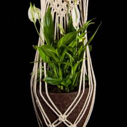 Macrame Plant Hanger/Hanging Planter Wall Holder Pot Cotton Bohemian Decor Boho Eco Home - thumbnail 2