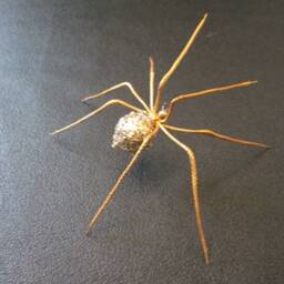 Golden Spider - thumbnail 3