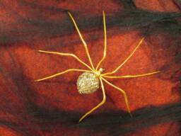 Golden Spider