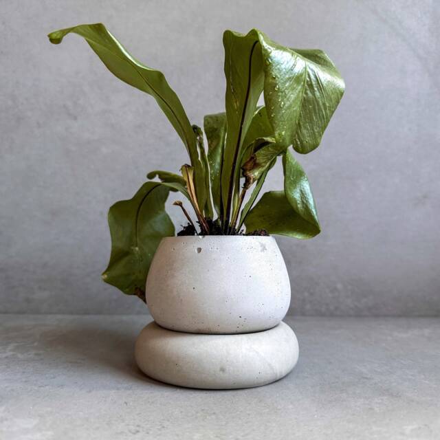 Mini Concrete Planter With Drainage, Cute Tiny Plant Pot, Bubble Succulent Planter, Decorative Small Nordic Chubby Miniature Pot - image 1